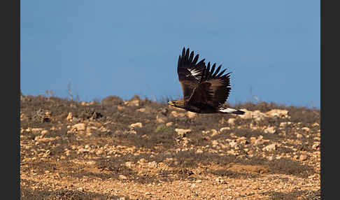 Steinadler (Aquila chrysaetos)