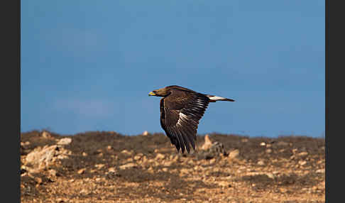 Steinadler (Aquila chrysaetos)