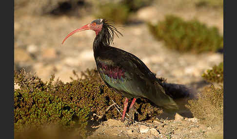 Waldrapp (Geronticus eremita)