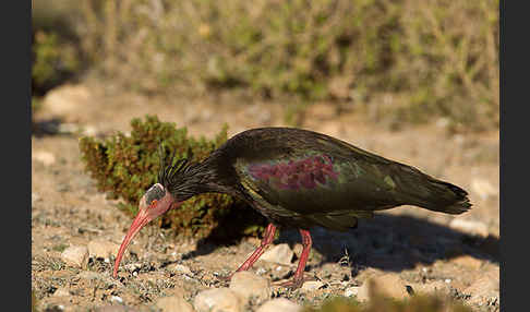 Waldrapp (Geronticus eremita)