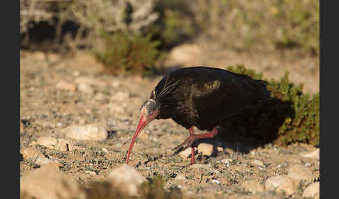 Waldrapp (Geronticus eremita)