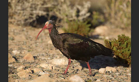 Waldrapp (Geronticus eremita)