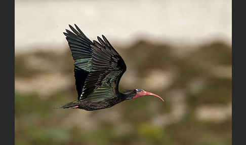 Waldrapp (Geronticus eremita)