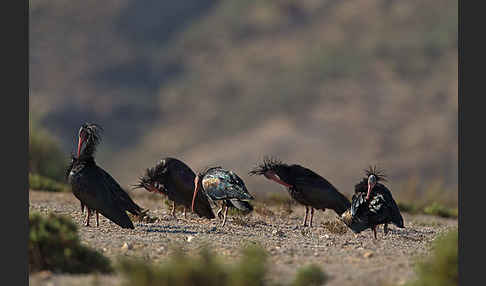 Waldrapp (Geronticus eremita)