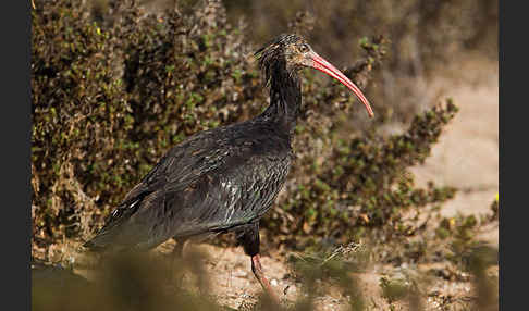 Waldrapp (Geronticus eremita)