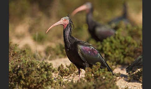 Waldrapp (Geronticus eremita)