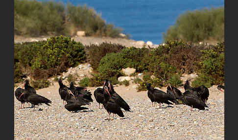 Waldrapp (Geronticus eremita)