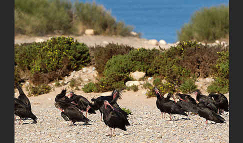 Waldrapp (Geronticus eremita)