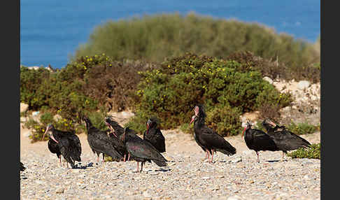 Waldrapp (Geronticus eremita)