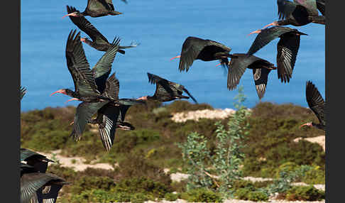 Waldrapp (Geronticus eremita)