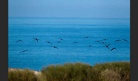 Waldrapp (Geronticus eremita)