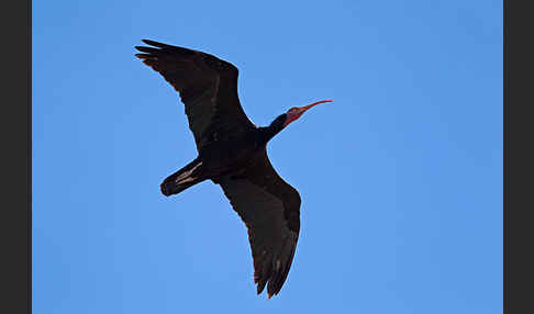 Waldrapp (Geronticus eremita)