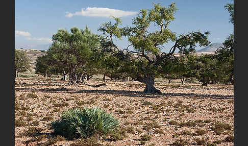 Arganie (Argania spinosa)