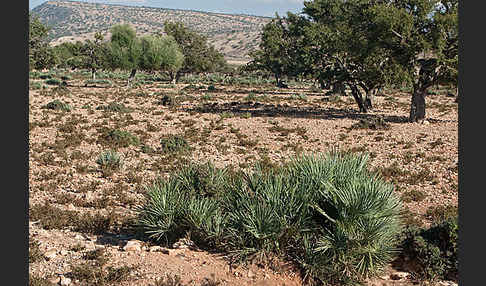 Arganie (Argania spinosa)