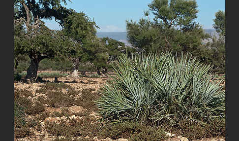 Arganie (Argania spinosa)