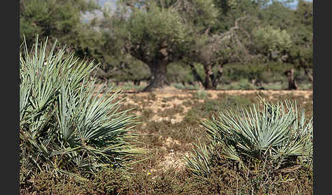 Arganie (Argania spinosa)