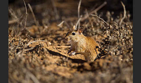 Große Marokkanische Rennmaus (Merionis grandis)