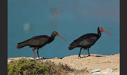 Waldrapp (Geronticus eremita)