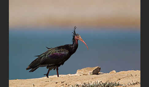 Waldrapp (Geronticus eremita)