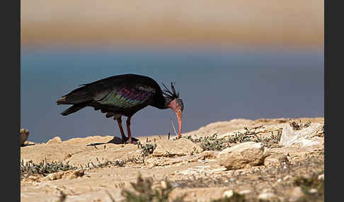 Waldrapp (Geronticus eremita)