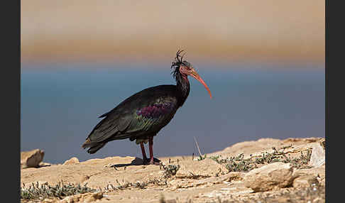 Waldrapp (Geronticus eremita)