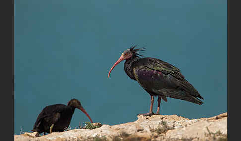 Waldrapp (Geronticus eremita)