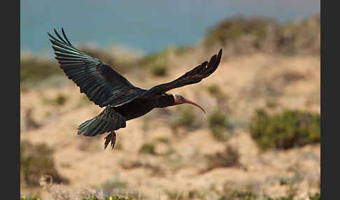 Waldrapp (Geronticus eremita)