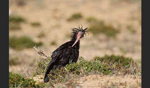 Waldrapp (Geronticus eremita)