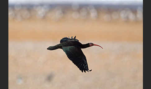 Waldrapp (Geronticus eremita)