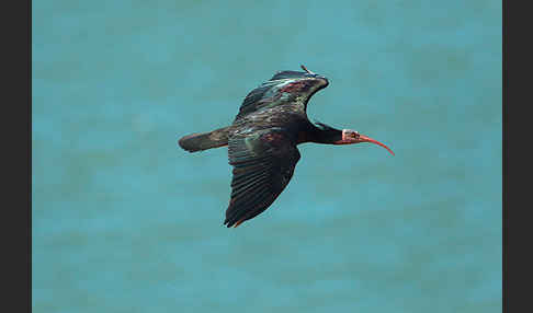 Waldrapp (Geronticus eremita)