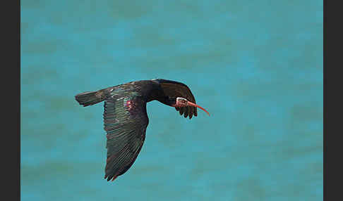 Waldrapp (Geronticus eremita)