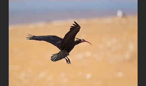 Waldrapp (Geronticus eremita)