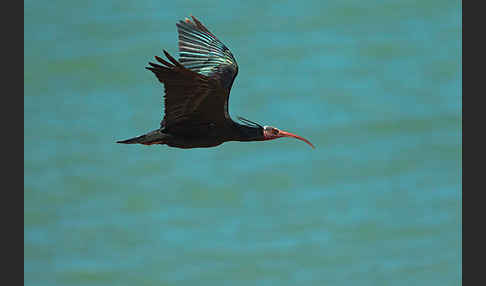 Waldrapp (Geronticus eremita)