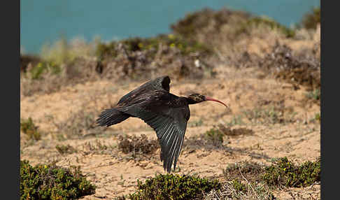 Waldrapp (Geronticus eremita)