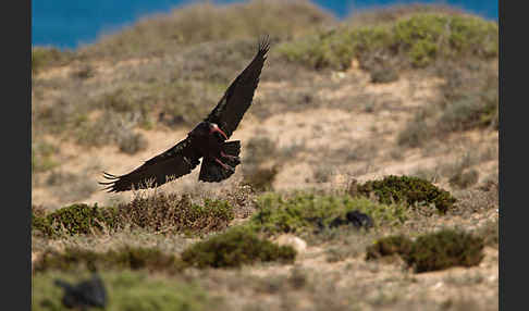 Waldrapp (Geronticus eremita)