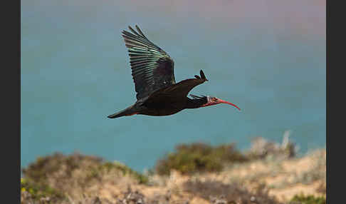 Waldrapp (Geronticus eremita)