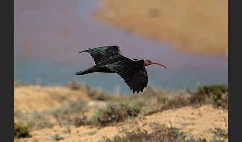 Waldrapp (Geronticus eremita)