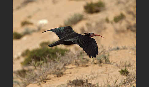 Waldrapp (Geronticus eremita)