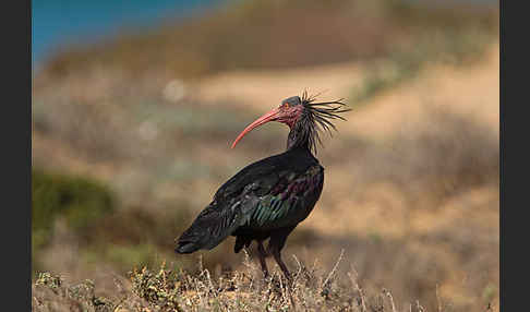 Waldrapp (Geronticus eremita)