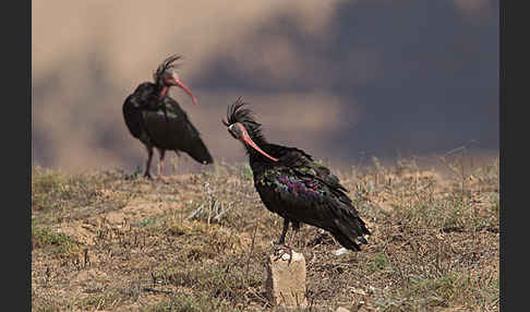 Waldrapp (Geronticus eremita)