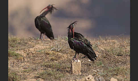 Waldrapp (Geronticus eremita)