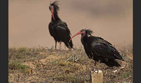 Waldrapp (Geronticus eremita)