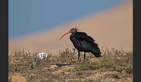 Waldrapp (Geronticus eremita)