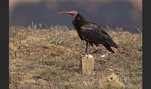 Waldrapp (Geronticus eremita)