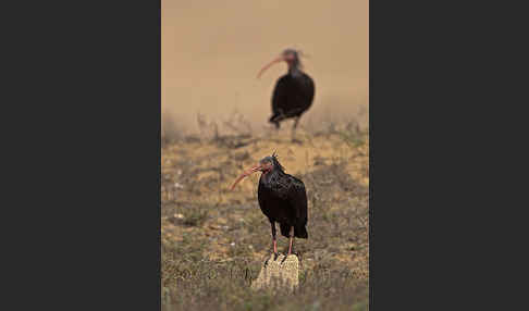 Waldrapp (Geronticus eremita)