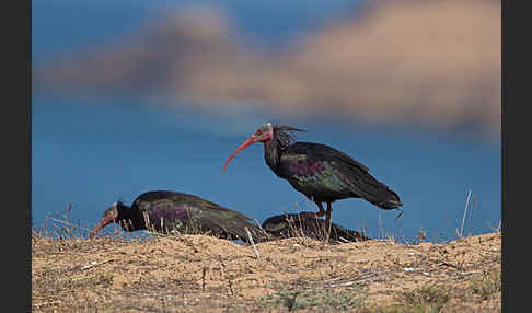 Waldrapp (Geronticus eremita)