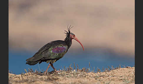 Waldrapp (Geronticus eremita)