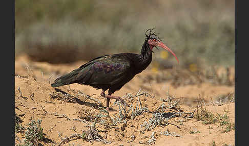 Waldrapp (Geronticus eremita)