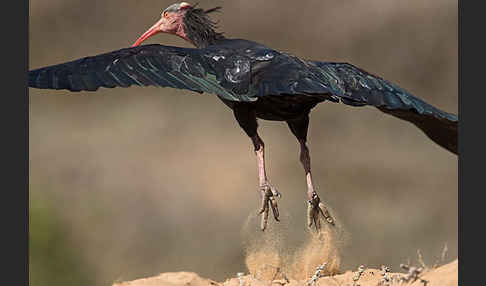 Waldrapp (Geronticus eremita)