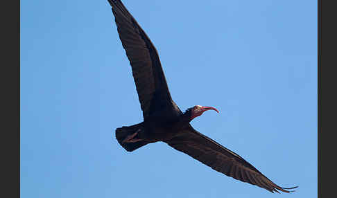 Waldrapp (Geronticus eremita)